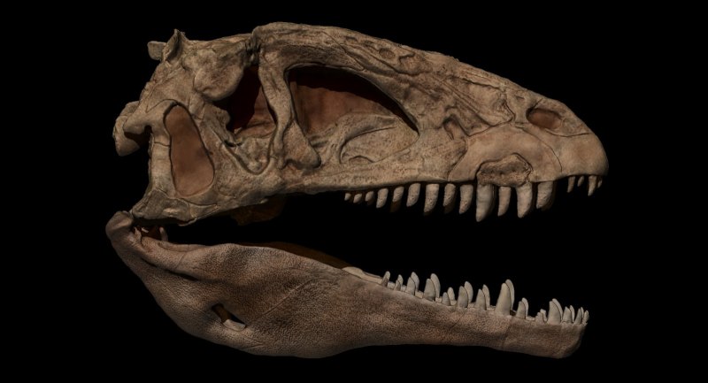 Concavenator Skeleton