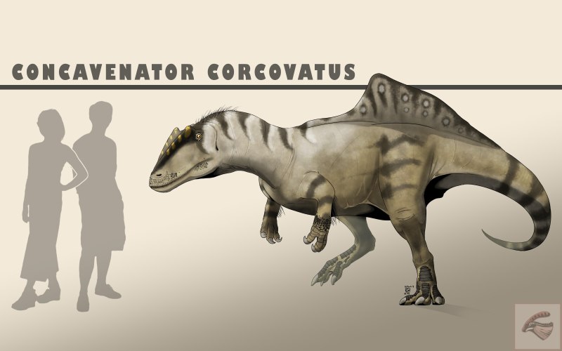 Динозавр Concavenator corcovatus