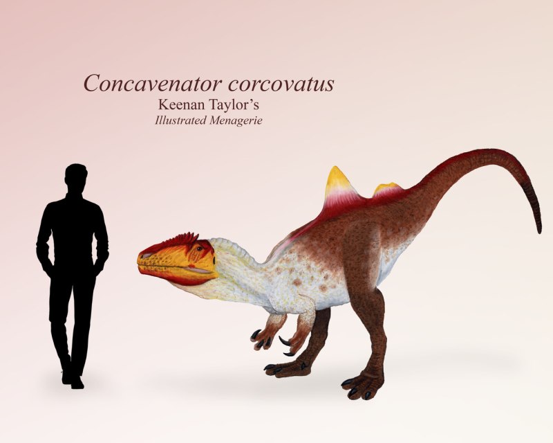 Динозавр Concavenator corcovatus