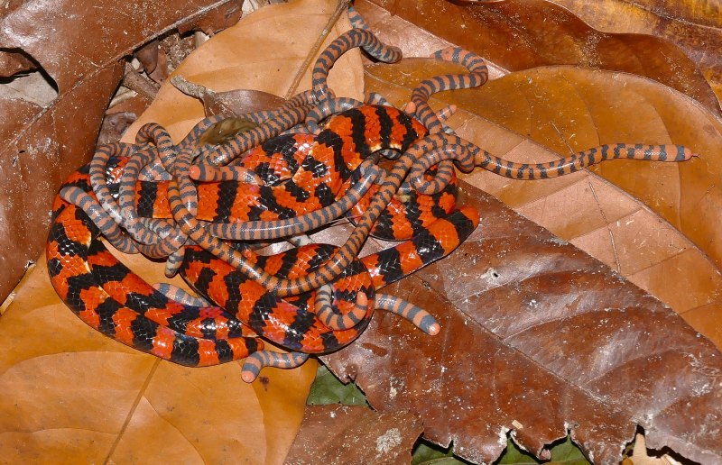 Anilius scytale