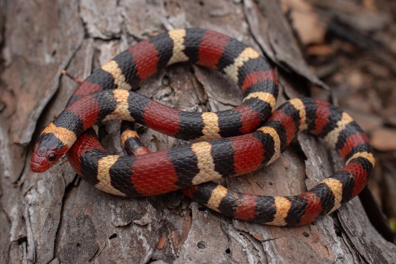 Королевская змея (Lampropeltis)
