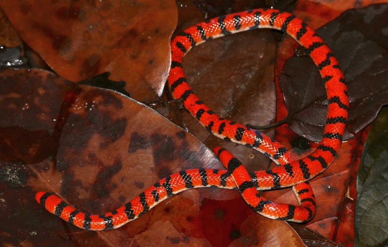 Anilius scytale