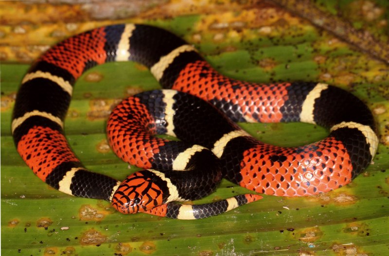 Micrurus surinamensis