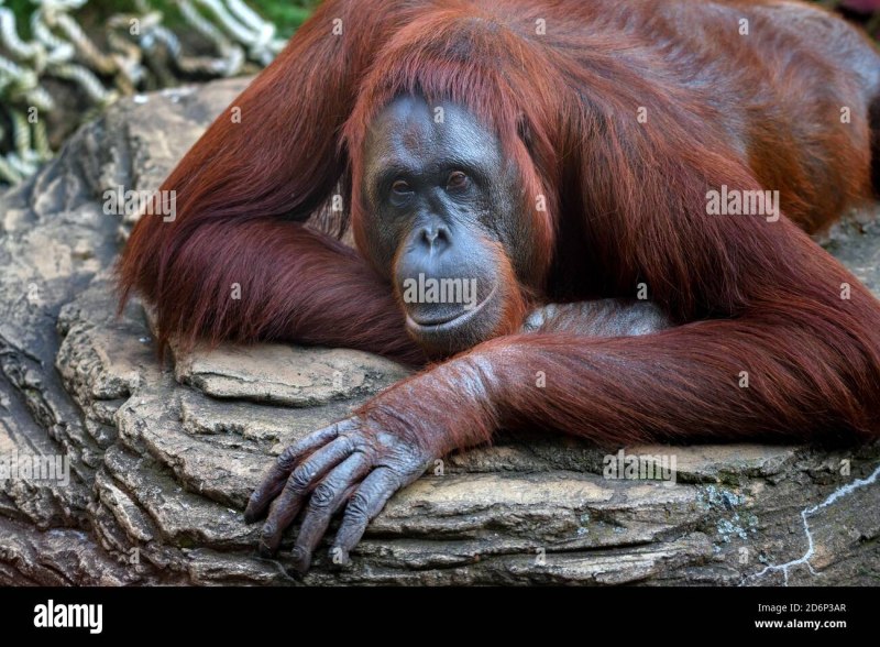 Калимантанский орангутан pongo pygmaeus
