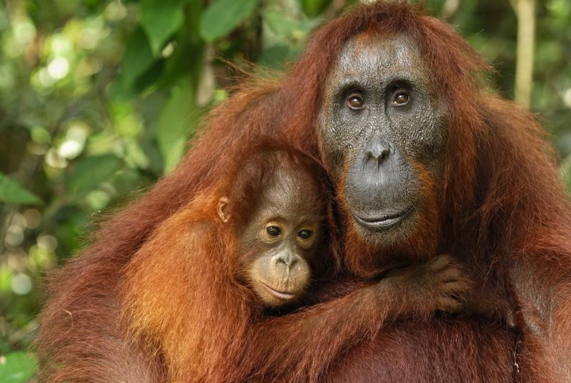 Орангутан (pongo pygmaeus)