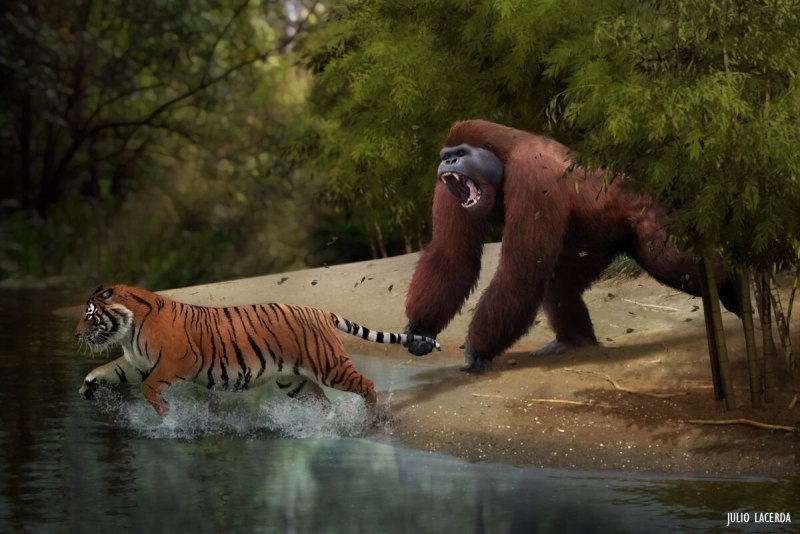 Gigantopithecus blacki