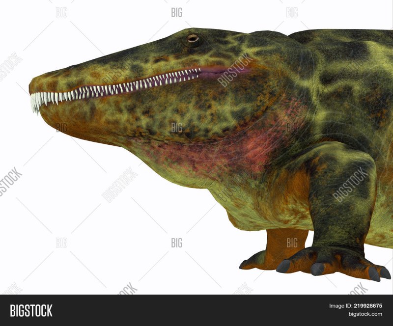 Eryops megacephalus