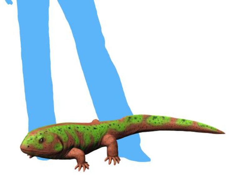 Pederpes finneyae