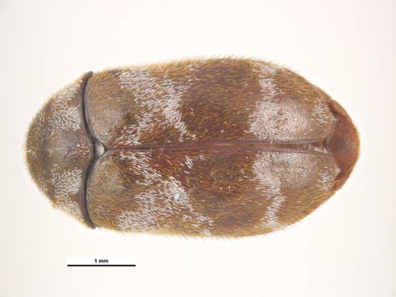 Trogoderma versicolor Creutz