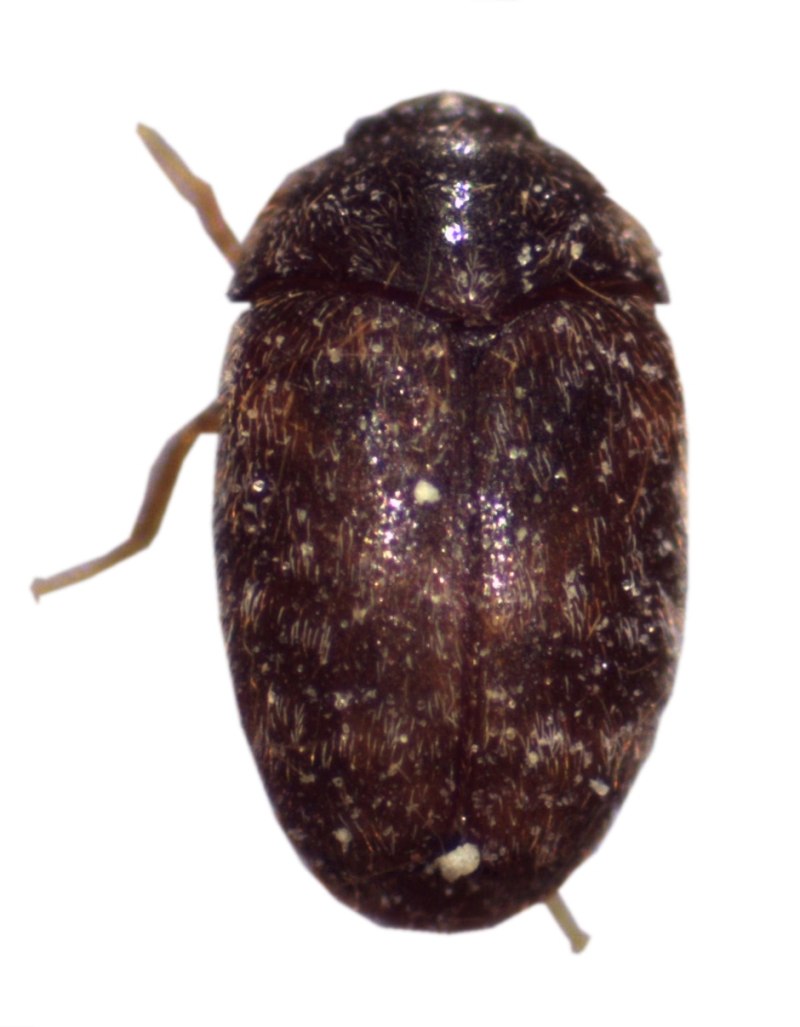 Trogoderma Granarium