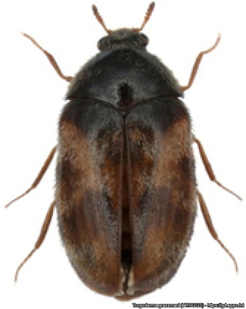 Trogoderma Granarium