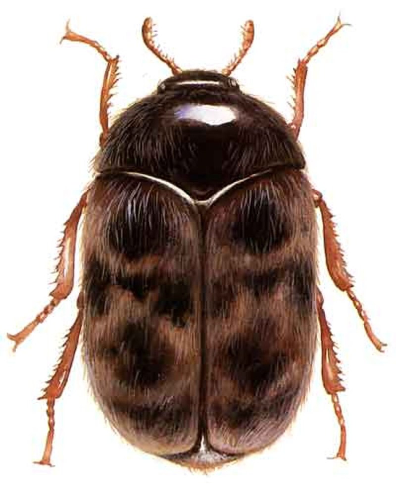 Trogoderma Granarium (капровый Жук)