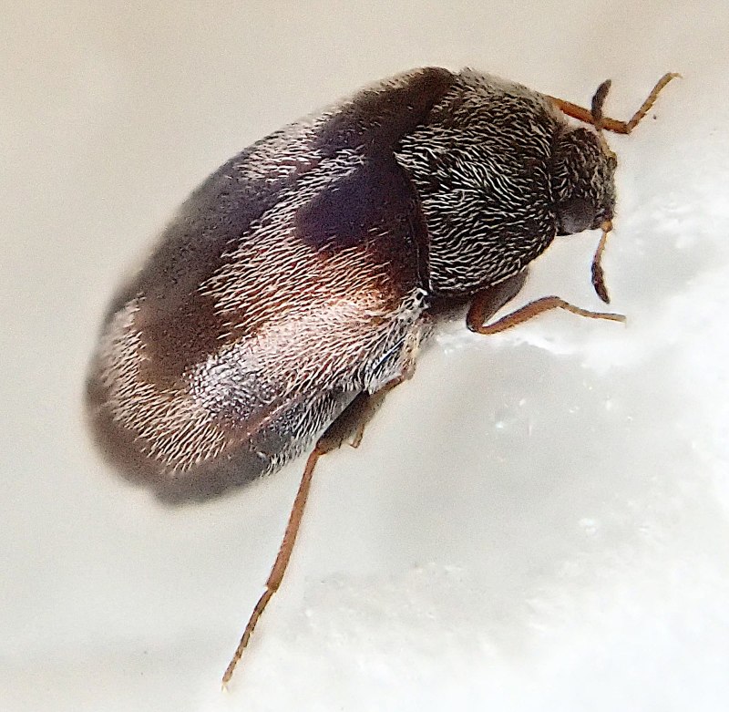 Trogoderma angustum