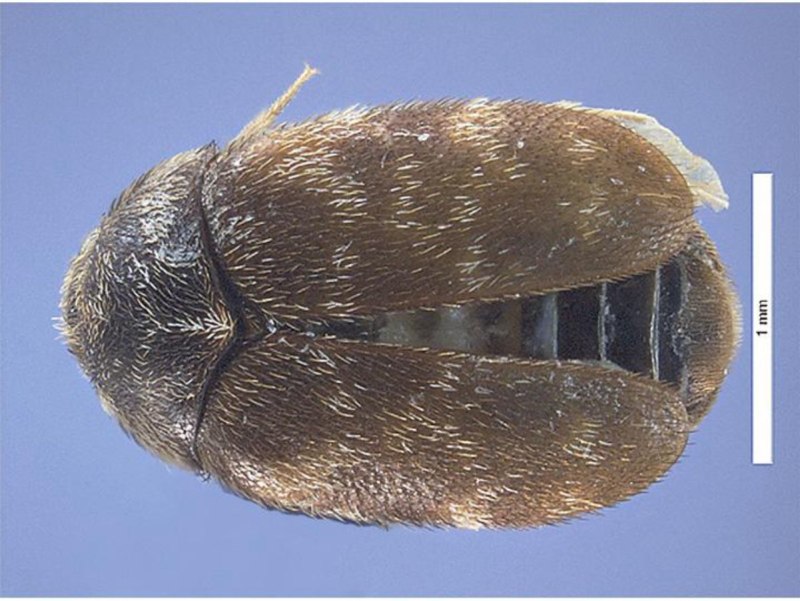 Trogoderma Granarium