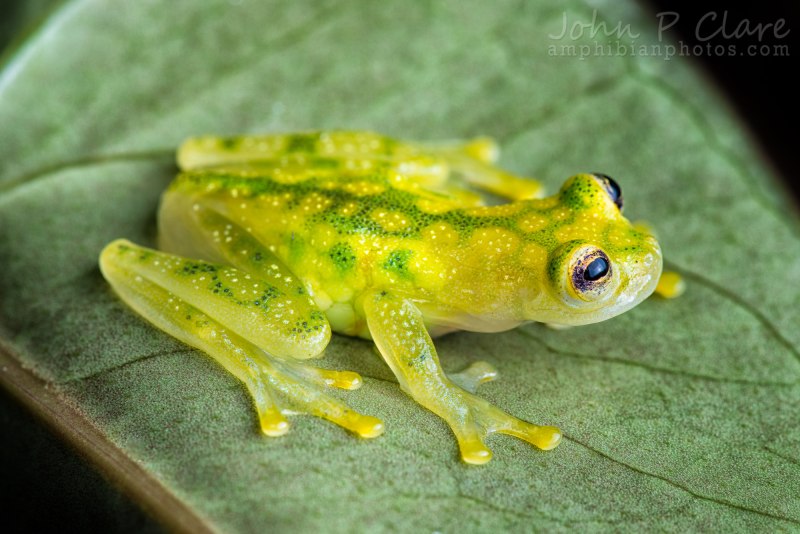 Стеклянная лягушка (Hyalinobatrachium ruedai)