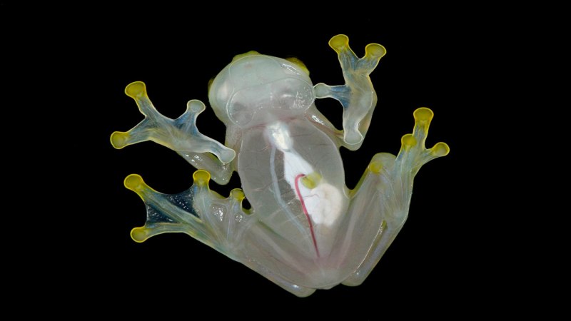 Hyalinobatrachium pellucidum