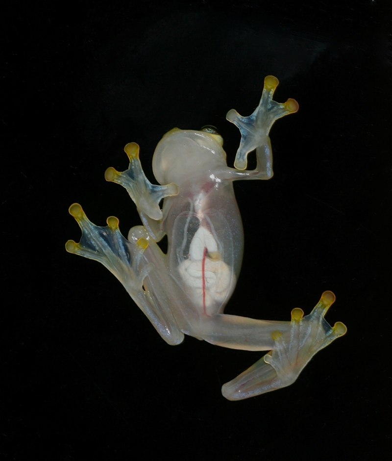 Стеклянная лягушка (Glass Frog)