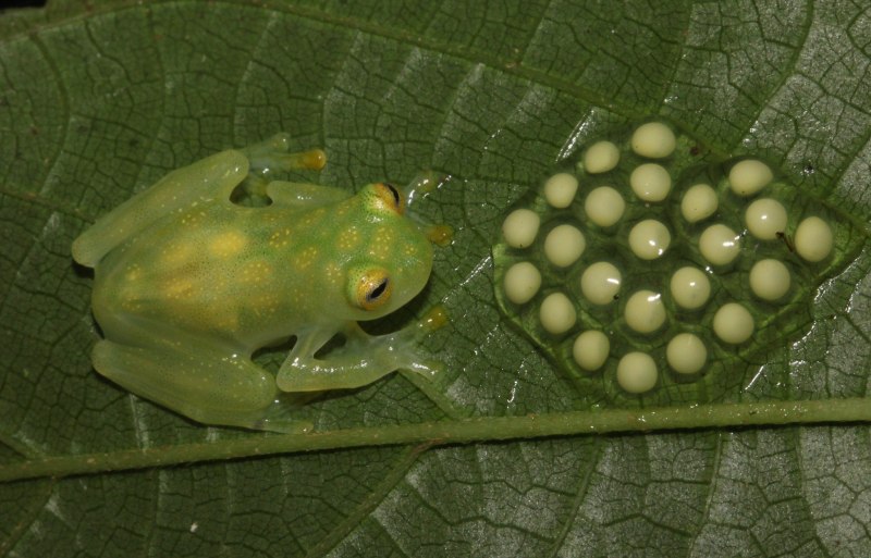 Стеклянная лягушка (Hyalinobatrachium ruedai)