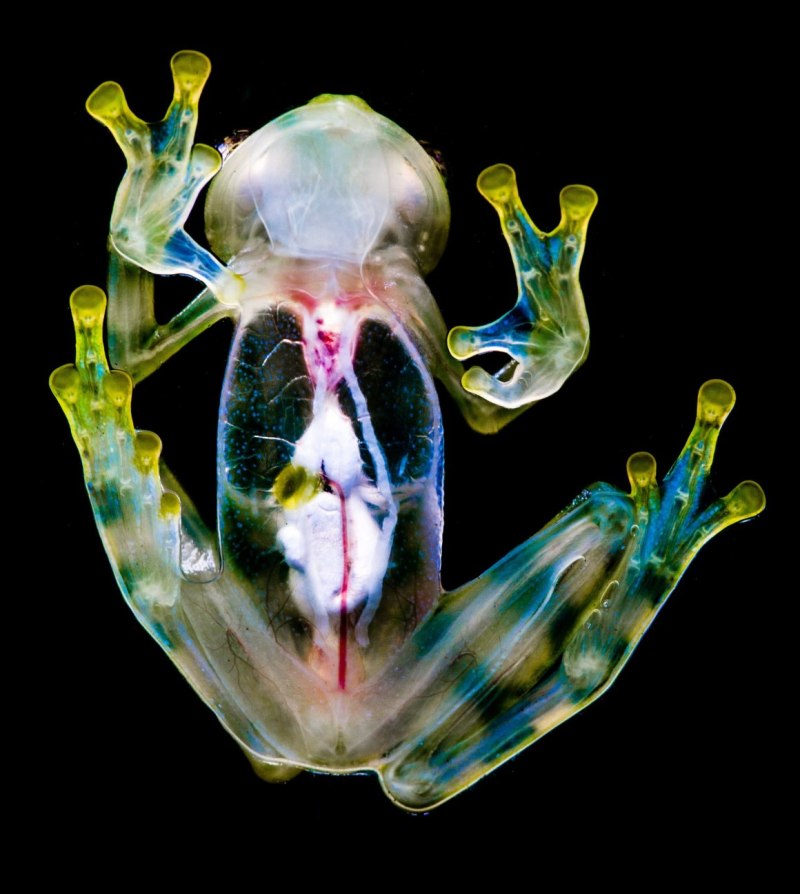 Стеклянная лягушка (Glass Frog)