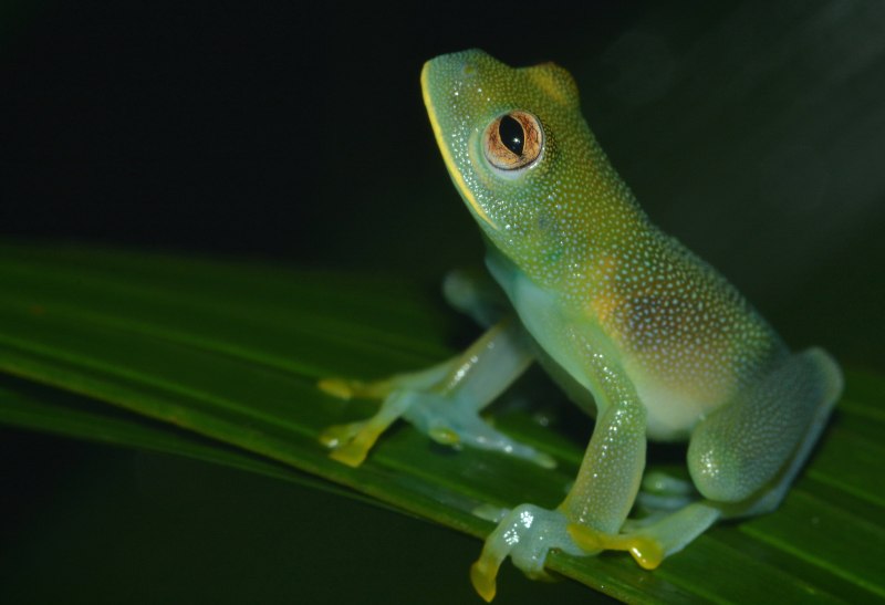 Teratohyla pulverata
