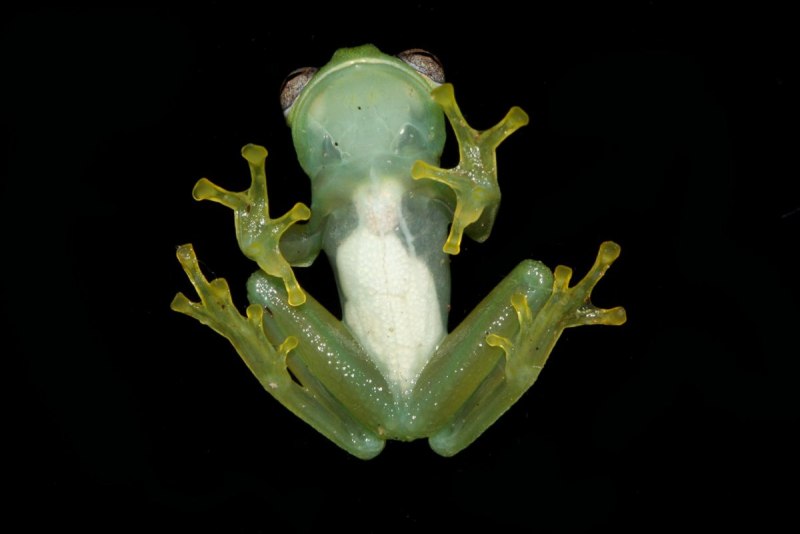 Стеклянная лягушка Флайшмана (Hyalinobatrachium fleischmanni)