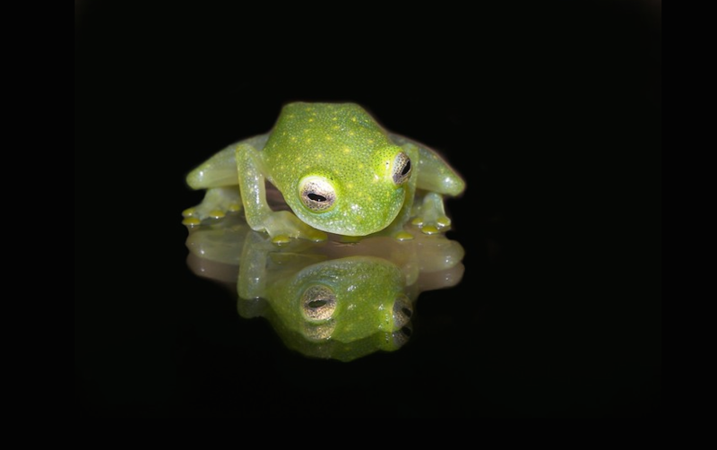 Hyalinobatrachium fleischmanni