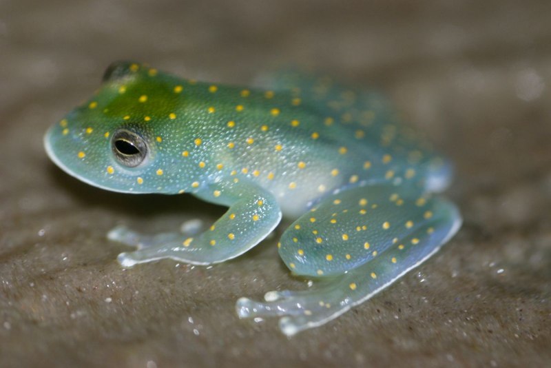Стеклянная лягушка (Glass Frog)