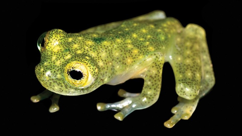 Hyalinobatrachium Dianae