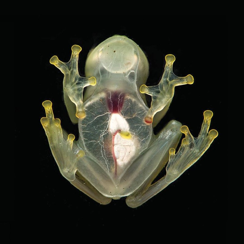 Стеклянная лягушка Флайшмана (Hyalinobatrachium fleischmanni)