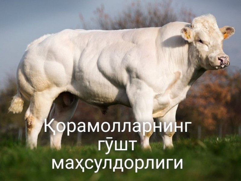 Бельгийский белоголовый бык