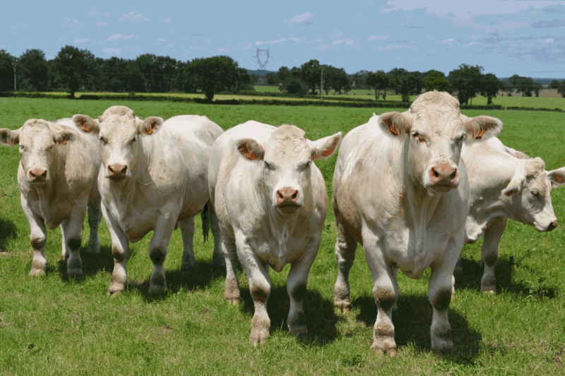 Charolais Cow