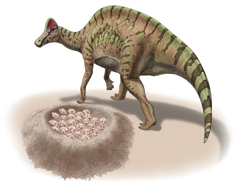 Hypacrosaurus stebingeri