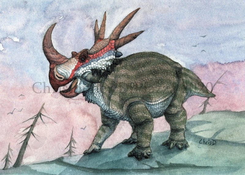 Stellasaurus Wilson, Ryan & Evans, 2020 (меловой цератопсид) "Стелла"
