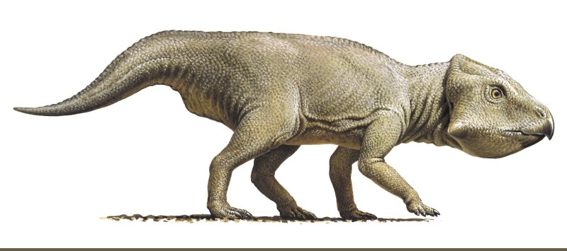 Leptoceratops gracilis