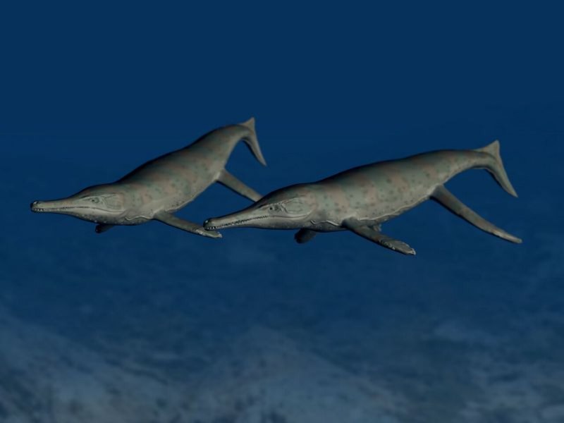 Metriorhynchus superciliosus