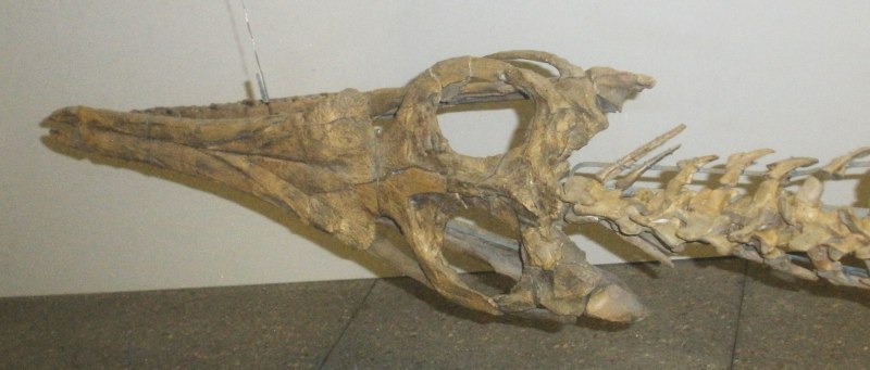 Steneosaurus bollensis