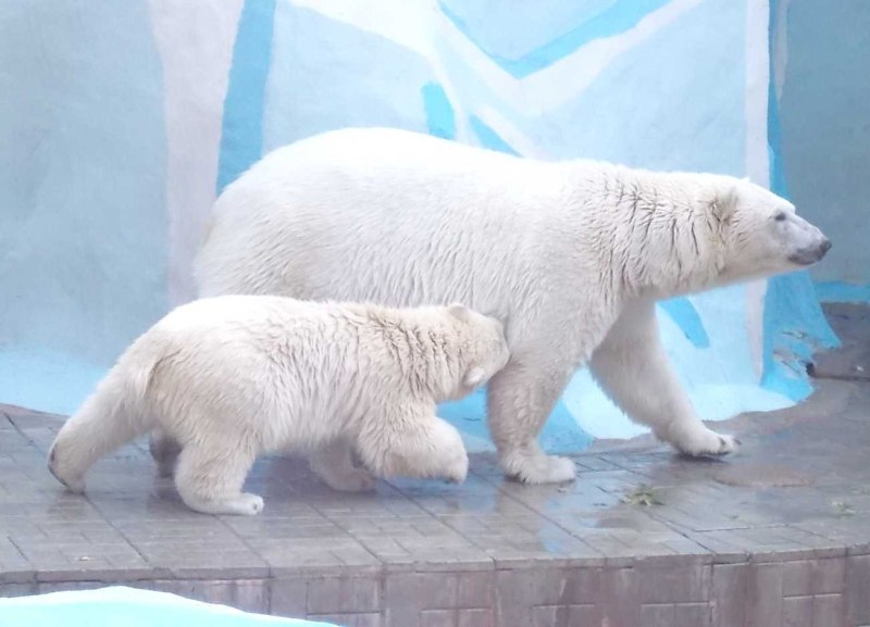 Медведь Ursus maritimus