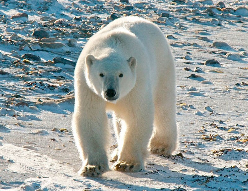 Белый медведь Ursus maritimus