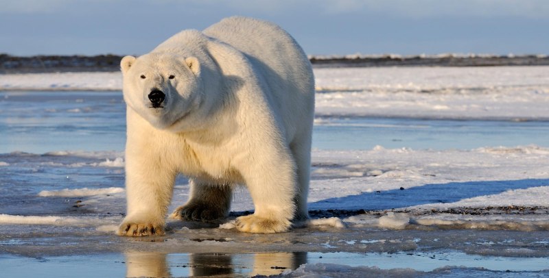 Белый медведь Ursus maritimus