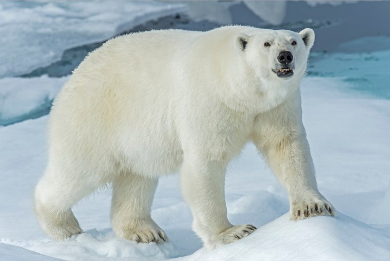 Белый медведь Ursus maritimus