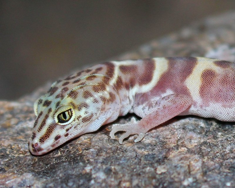 Coleonyx mitratus