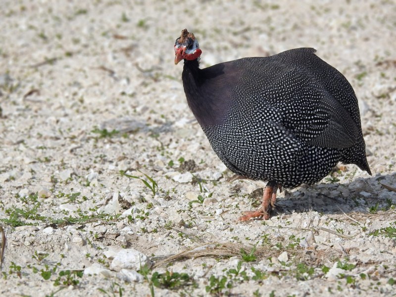 Numida meleagris (Linnaeus, 1758) = обыкновенная цесарка