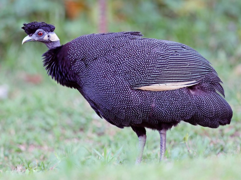Guinea Fowl растение