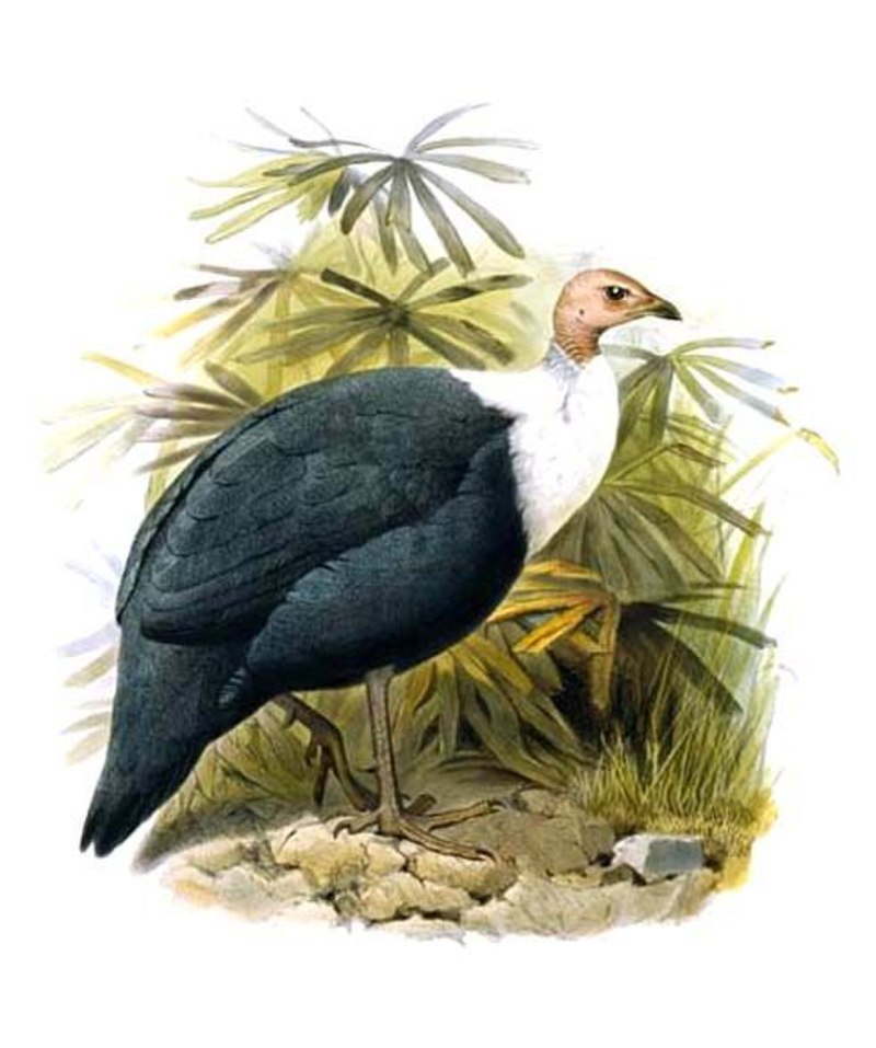 Agelastes Meleagrides Bonaparte, 1850 = белогрудая (белобрюхая) тёмная цесарка7