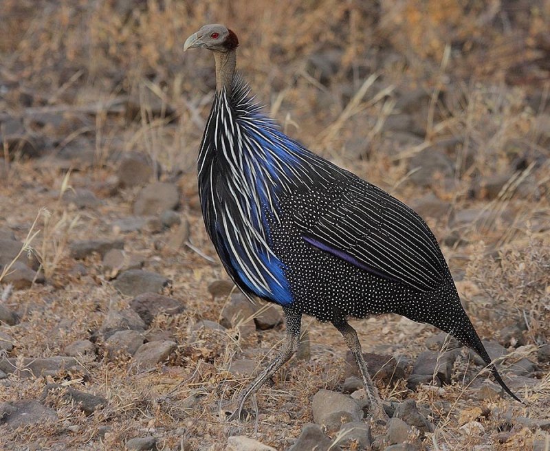 Vulturine Guineafowl