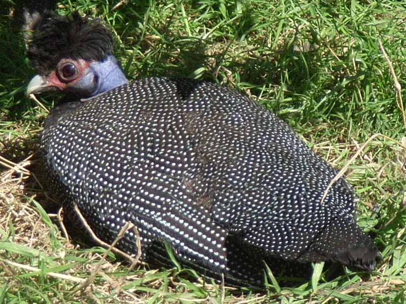Guttera plumifera