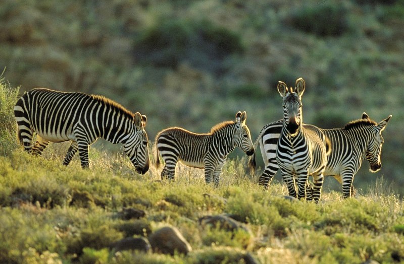 Mountain Zebra National Park