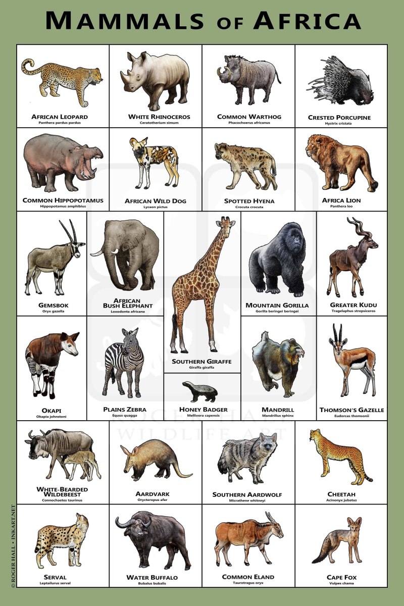Mammals животные