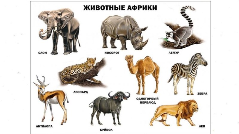 Животные Африки
