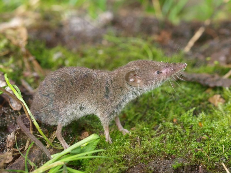 Crocidura Russula